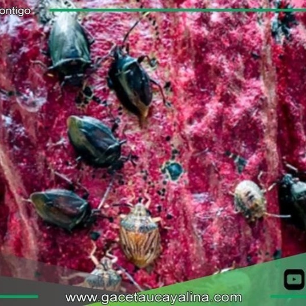 Investigadores descubren hongo amazónico que elimina plaga del cacao