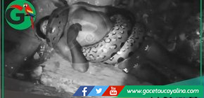 Mortal ataque de anaconda deja sin vida a comunero en Loreto
