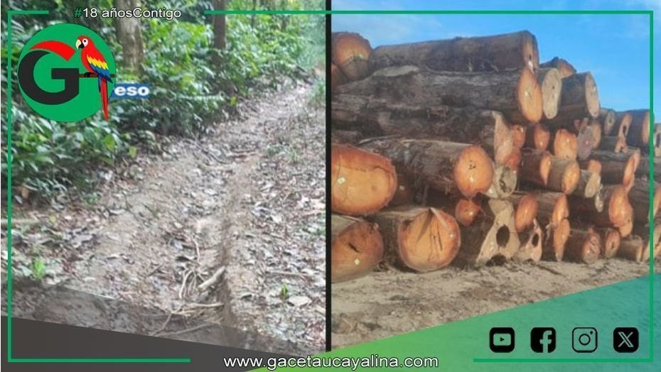 Denuncian tala ilegal e invasiones armadas en concesión forestal de Atalaya