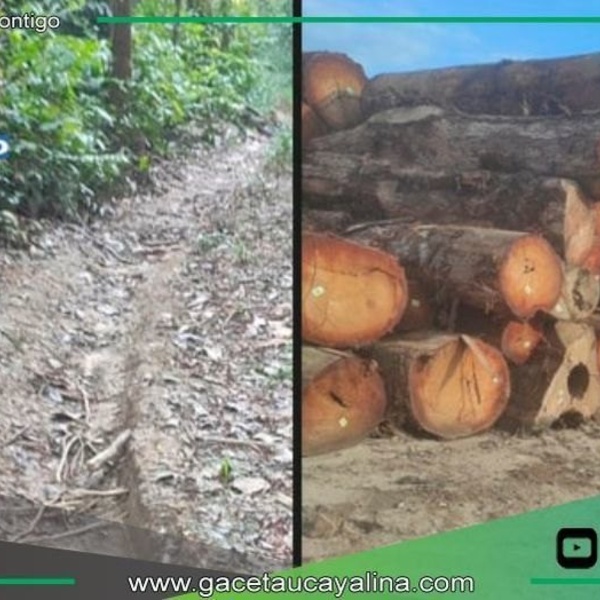 Denuncian tala ilegal e invasiones armadas en concesión forestal de Atalaya