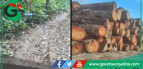 Denuncian tala ilegal e invasiones armadas en concesión forestal de Atalaya