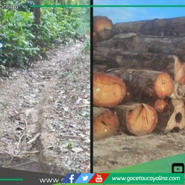 Denuncian tala ilegal e invasiones armadas en concesión forestal de Atalaya