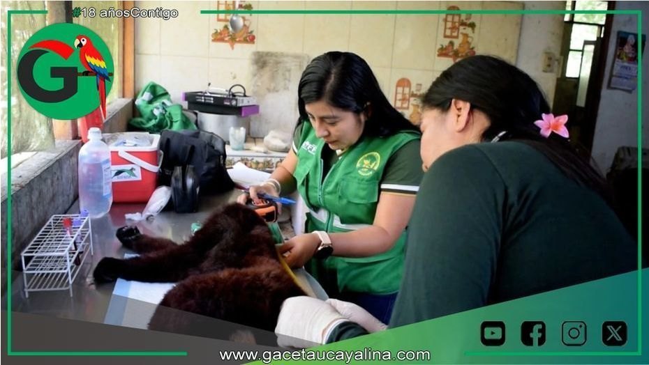 Autoridades refuerzan control ante tráfico ilegal de animales silvestres