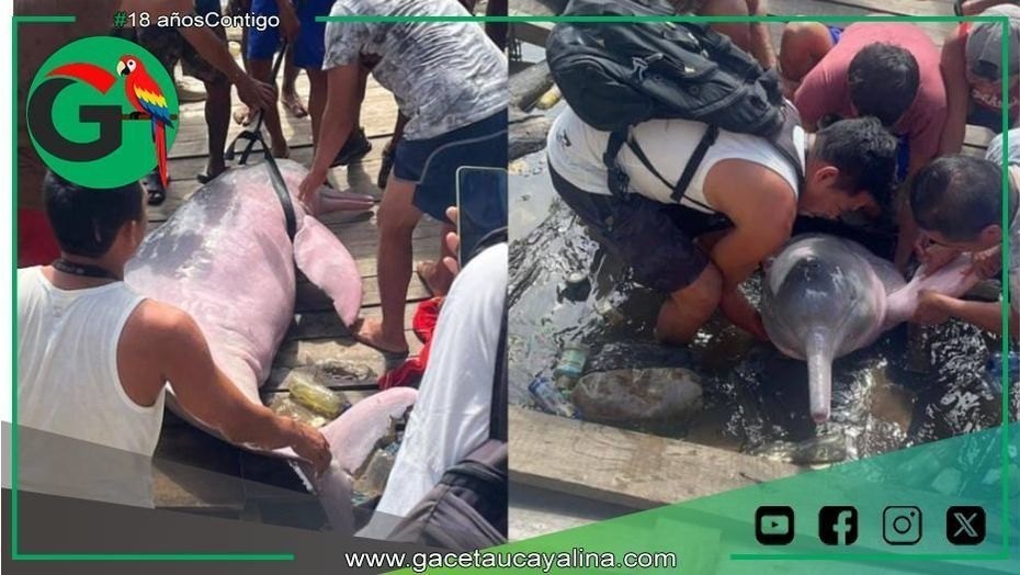 Delfín rosado en peligro de extinción es liberado en el río Itaya.