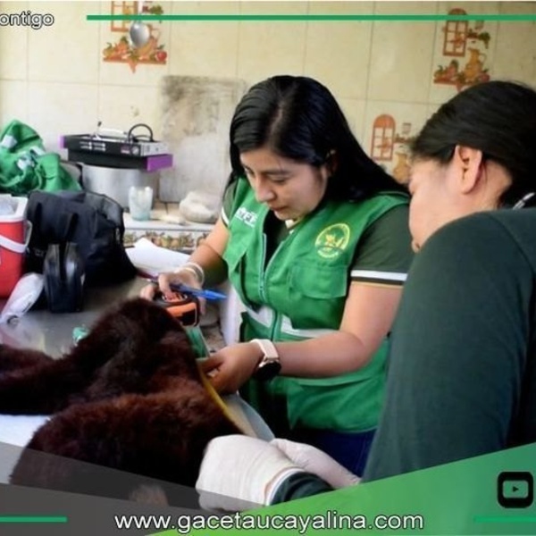 Autoridades refuerzan control ante tráfico ilegal de animales silvestres