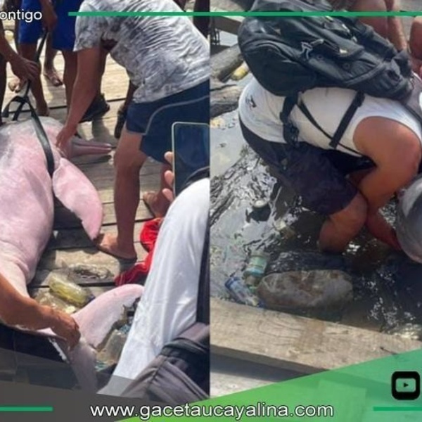 Delfín rosado en peligro de extinción es liberado en el río Itaya.