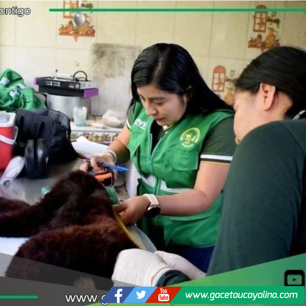 Autoridades refuerzan control ante tráfico ilegal de animales silvestres