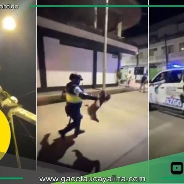 Oso perezoso es arrojado desde siete metros en Tocache, San Martín
