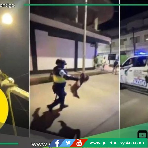 Oso perezoso es arrojado desde siete metros en Tocache, San Martín