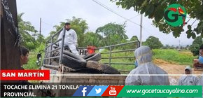 Tocache elimina 21 toneladas de criaderos del dengue en jornada provincial.