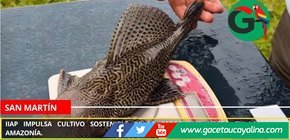 IIAP impulsa cultivo sostenible de la carachama negra en la Amazonía.