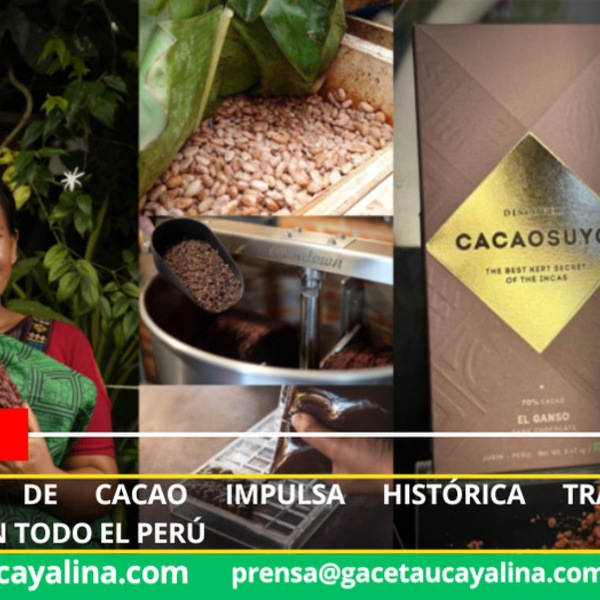 Producción de cacao impulsa histórica transformación industrial en todo el Perú