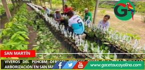 Viveros del PEHCBM ofrecen especies desde S/ 1 para impulsar arborización en San Martín.