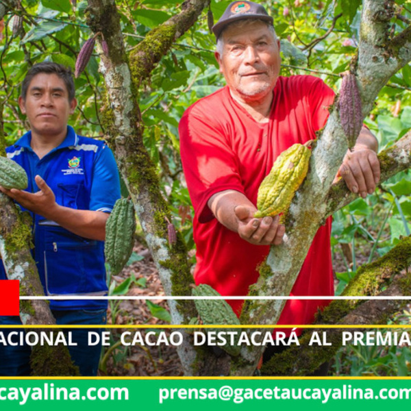 Feria internacional de cacao destacará al premiado VRAE–99 en Pichari 2025