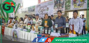 Más de 500 productores fortalecen cultivos de cacao y café sostenibles