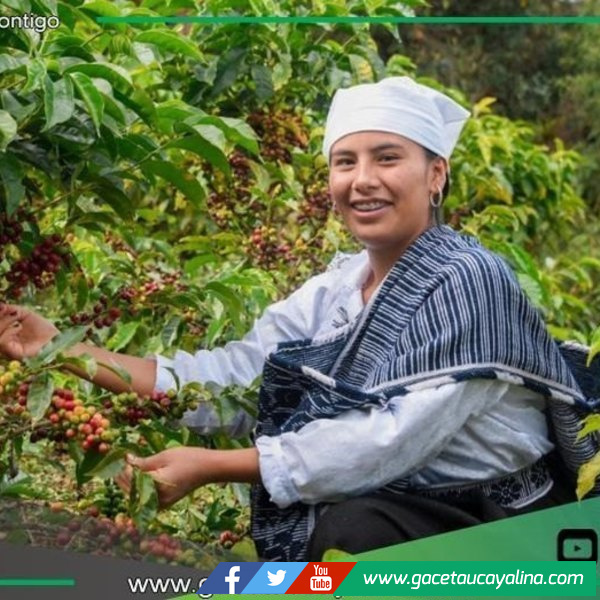 Chachapoyas será capital del café especial con Ficafé Amazonas 2025