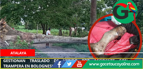 Gestionan traslado de herido por accidente con trampera en Bolognesi - Atalaya