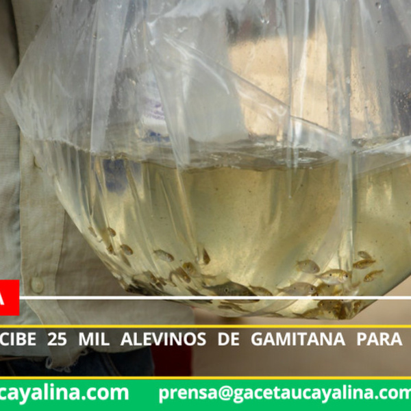 Contamana recibe 25 mil alevinos de gamitana para piscicultura local