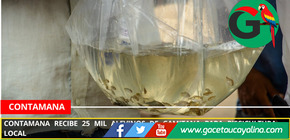 Contamana recibe 25 mil alevinos de gamitana para piscicultura local