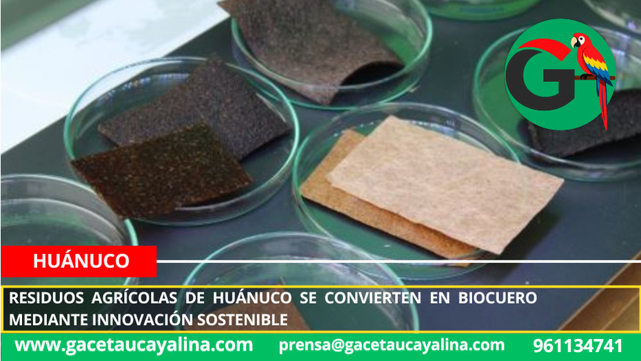 Residuos agrícolas de Huánuco se convierten en biocuero mediante innovación sostenible