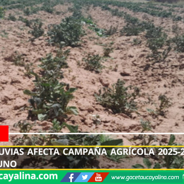Escasez de lluvias afecta campaña agrícola 2025-2026 en Cusco, Apurímac y Puno