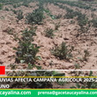 Escasez de lluvias afecta campaña agrícola 2025-2026 en Cusco, Apurímac y Puno