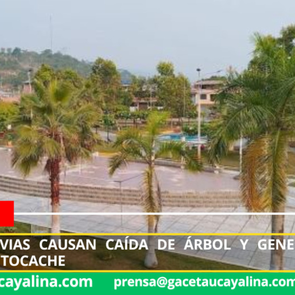 Nuevo Progreso afectado por caída de árbol y corte de energía eléctrica