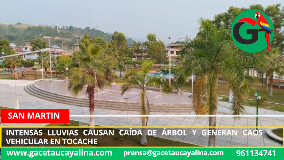 Nuevo Progreso afectado por caída de árbol y corte de energía eléctrica