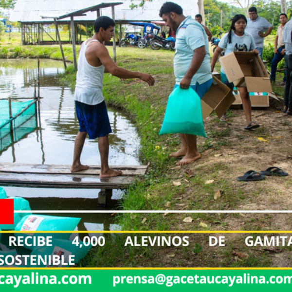 Contamana recibe 4,000 alevinos de gamitana para acuicultura sostenible