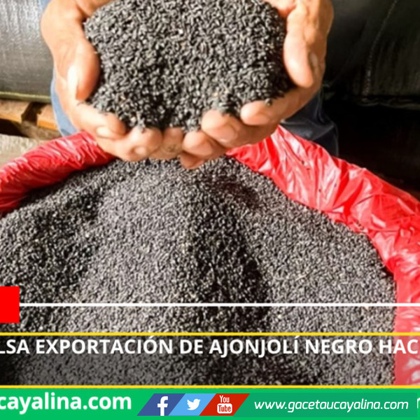 Ucayali impulsa exportación de ajonjolí negro hacia mercados asiáticos.