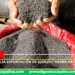 Ucayali impulsa exportación de ajonjolí negro hacia mercados asiáticos.