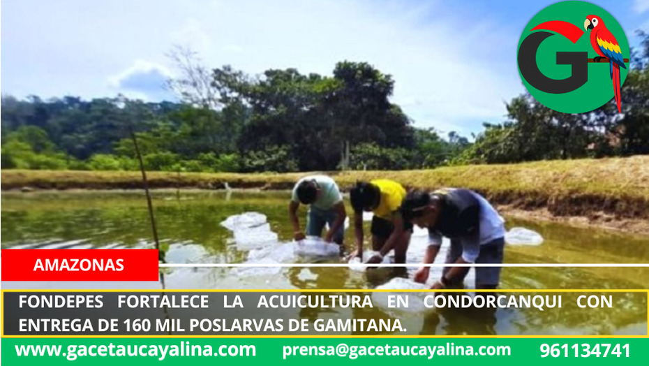 Fondepes fortalece la acuicultura en Condorcanqui con entrega de 160 mil poslarvas de gamitana.