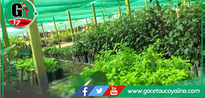 Coronel Portillo implementa biohuerto comunitario en Virgen María