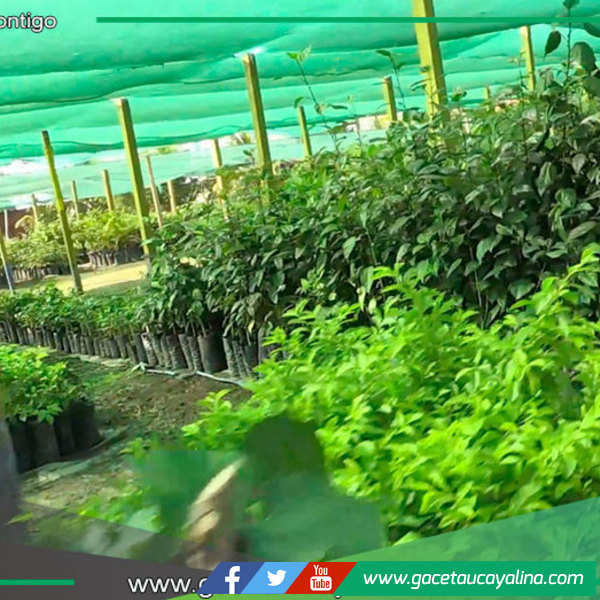 Coronel Portillo implementa biohuerto comunitario en Virgen María