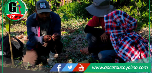 Sepahua refuerza formación en producción sostenible de cacao