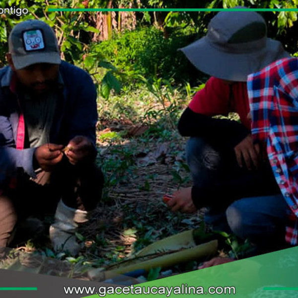 Sepahua refuerza formación en producción sostenible de cacao
