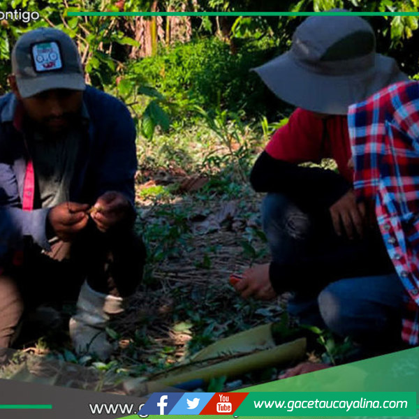 Sepahua refuerza formación en producción sostenible de cacao