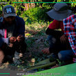 Sepahua refuerza formación en producción sostenible de cacao