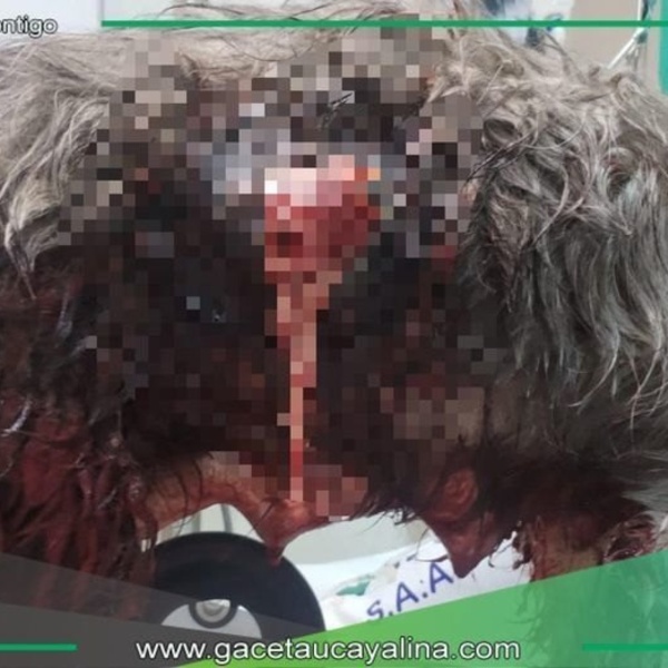Carnicero acuchilla a perrita en Cajabamba: Dueños exigen justicia