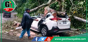 Seis heridos, dos graves, tras caída de árbol en carretera de Pasco