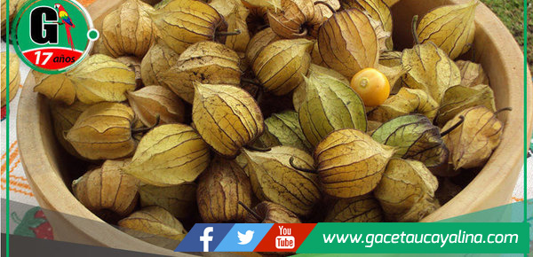 Mullaca: La superfruta peruana que previene el Alzheimer y controla la diabetes