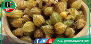 Mullaca: La superfruta peruana que previene el Alzheimer y controla la diabetes