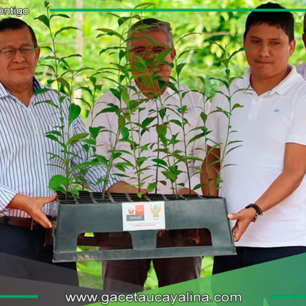 Cocinas ecológicas combaten deforestación en Madre de Dios