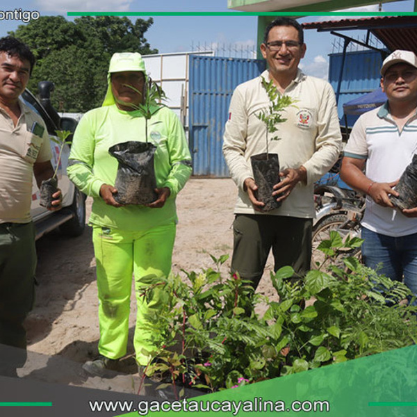 Donan plantones por aniversario de Sierra del Divisor en Contamana