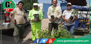 Donan plantones por aniversario de Sierra del Divisor en Contamana