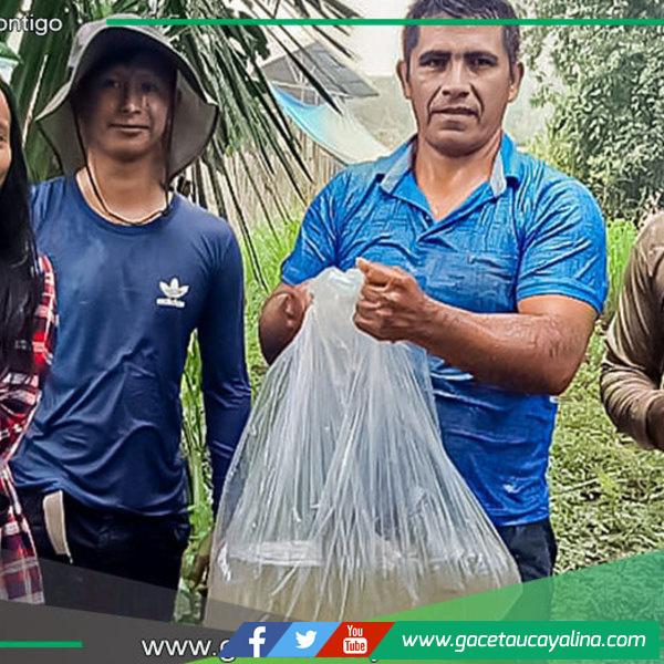 Sepahua siembra alevinos de paco para fortalecer piscicultura