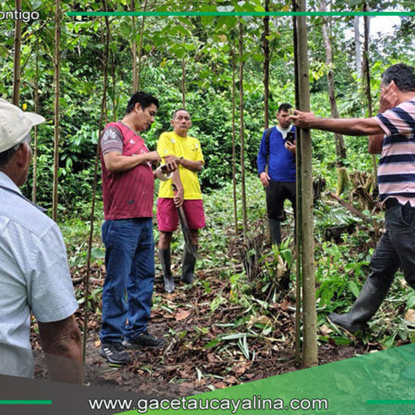 Municipalidad de Ucayali promueve reforestación en parcela de Aguas Calientes