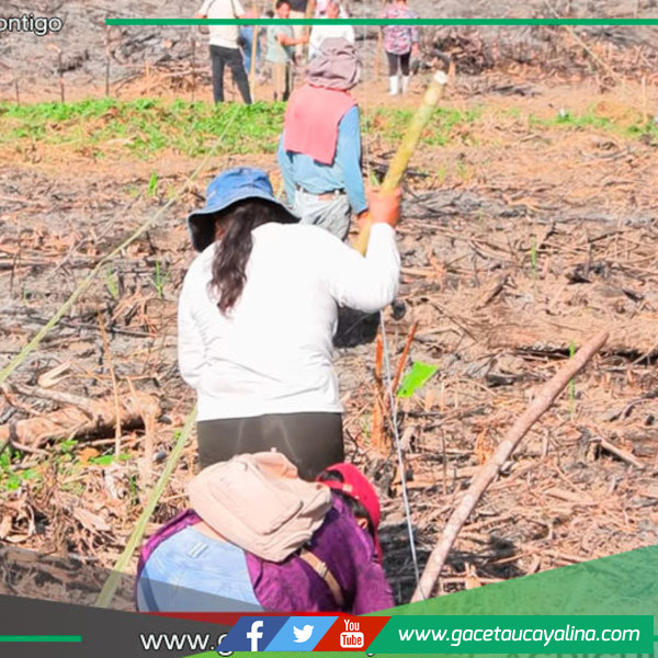 Sepahua: análisis de suelo impulsa agricultura local