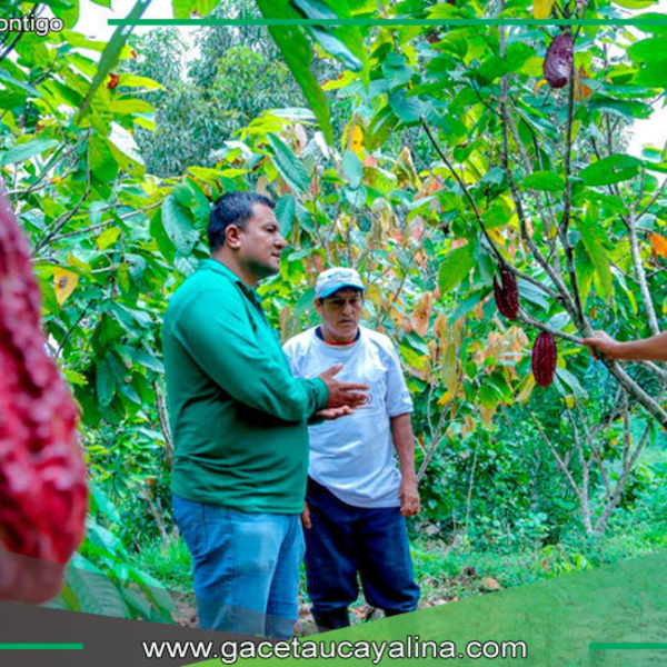 Ucayali: Cacao enfrenta indiferencia y retos por norma UE