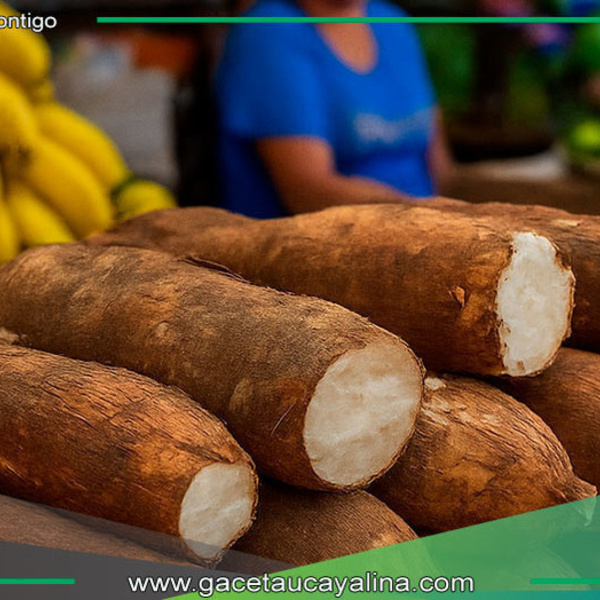Aumenta precio de yuca durante Semana Santa en Pucallpa